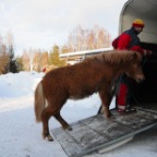 fala går in i transport